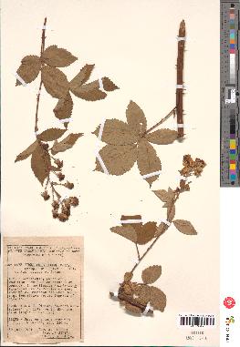 spécimen de Rubus thyrsoideus