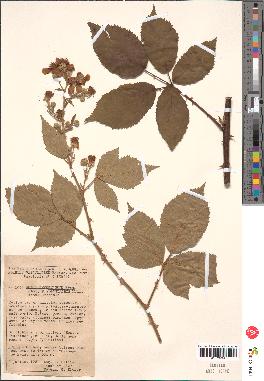 spécimen de Rubus thyrsoideus