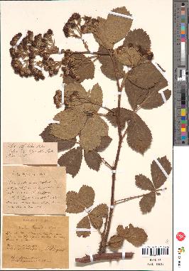 spécimen de Rubus thyrsoideus