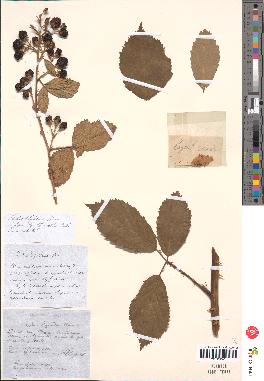 spécimen de Rubus thyrsoideus