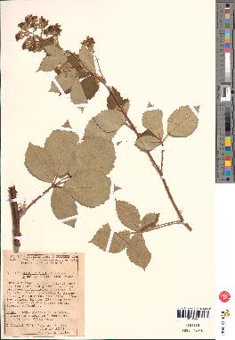 spécimen de Rubus thyrsoideus