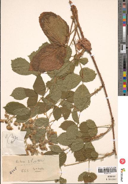 spécimen de Rubus silvaticus