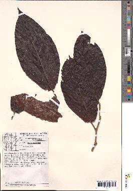 spécimen de Coccoloba sp.