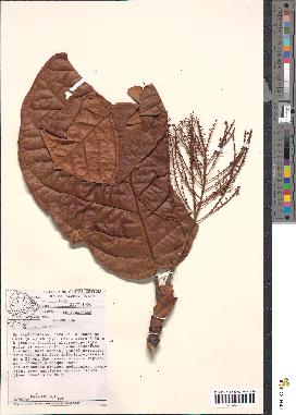 spécimen de Coccoloba sp.