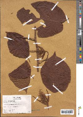 spécimen de Coccoloba mollis