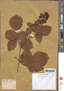 spécimen de Rubus sp.