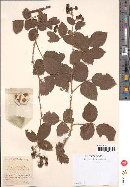 spécimen de Rubus sp.