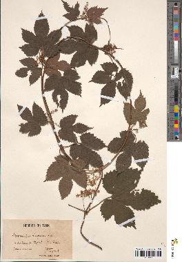 spécimen de Humulus lupulus