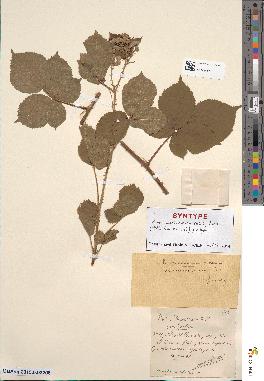 spécimen de Rubus × semicenomanensis