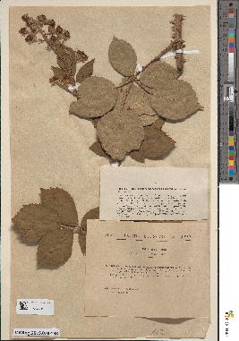 spécimen de Rubus rhamnifolius