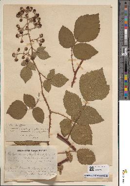 spécimen de Rubus caesius x thyrsoideus