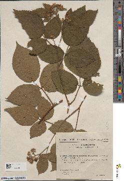 spécimen de Rubus babingtonii