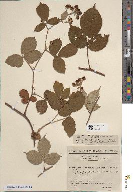 spécimen de Rubus hebecaulis