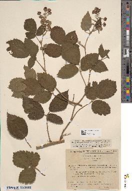 spécimen de Rubus hebecaulis