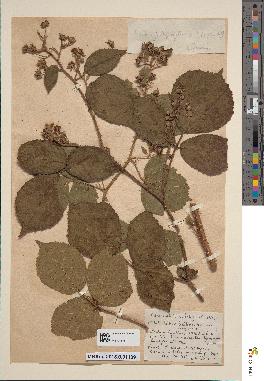 spécimen de Rubus × litadenes