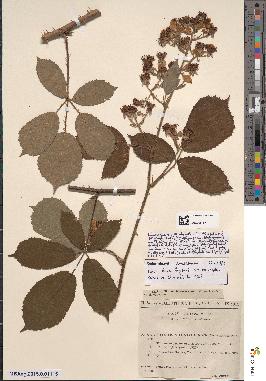 spécimen de Rubus radula