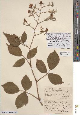 spécimen de Rubus leightonii