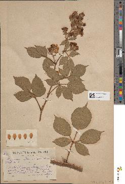 spécimen de Rubus leightonii