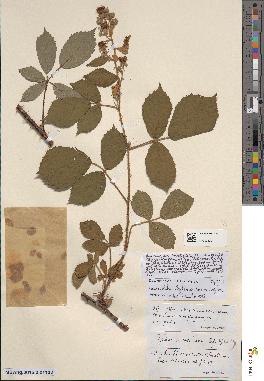 spécimen de Rubus leightonii