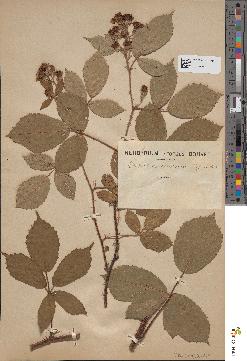 spécimen de Rubus leightonii