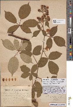 spécimen de Rubus leightonii