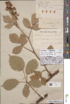 spécimen de Rubus leightonii