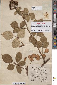 spécimen de Rubus radula