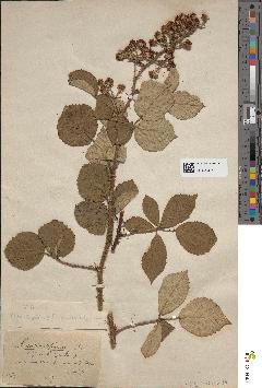 spécimen de Rubus radula