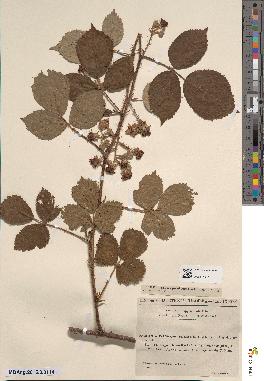 spécimen de Rubus radula