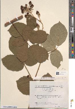 spécimen de Rubus clethrocharis