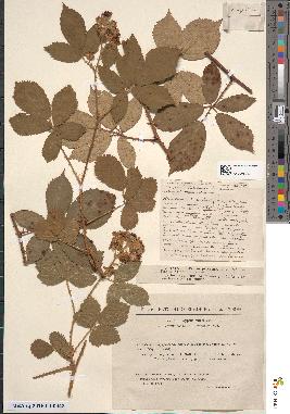 spécimen de Rubus septorum