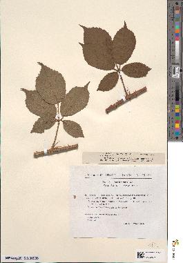 spécimen de Rubus wolleydodii