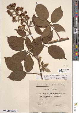 spécimen de Rubus wolleydodii