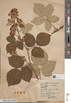 spécimen de Rubus × conspicuiformis