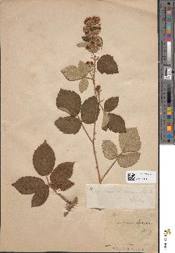 spécimen de Rubus × conspicuiformis