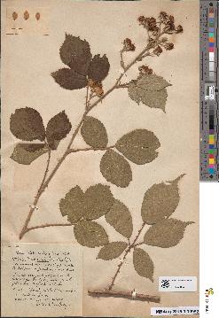 spécimen de Rubus podophyllos