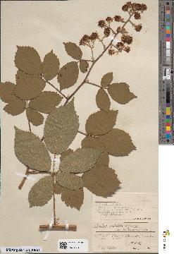 spécimen de Rubus rubellus