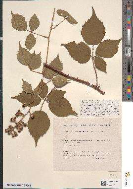 spécimen de Rubus basalticarum