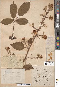 spécimen de Rubus platybelophorus