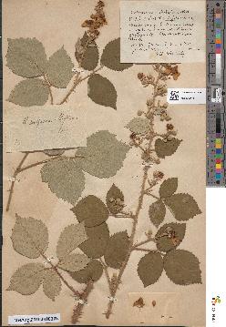 spécimen de Rubus × conspicuiformis