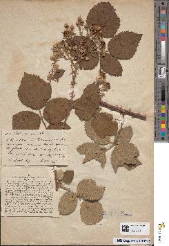 spécimen de Rubus conspicuus