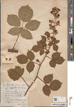 spécimen de Rubus conspicuus