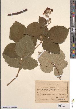 spécimen de Rubus × pseudoconspicuus