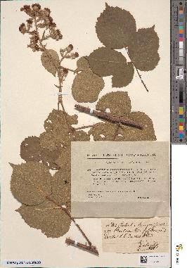 spécimen de Rubus conspicuus