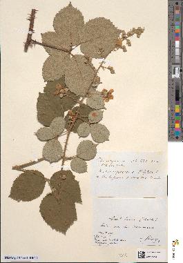 spécimen de Rubus conspicuus