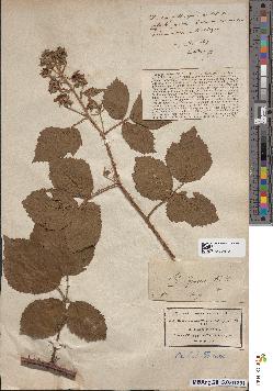 spécimen de Rubus fuscus