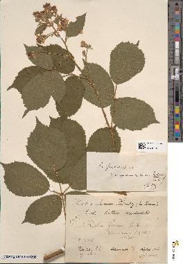 spécimen de Rubus humifusus