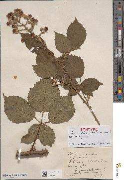 spécimen de Rubus fuscifolius