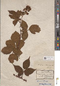 spécimen de Rubus fuscus x chlorostachys