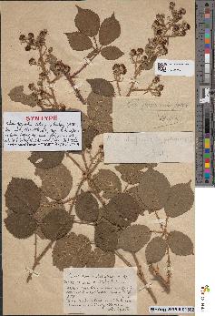 spécimen de Rubus × terribilis